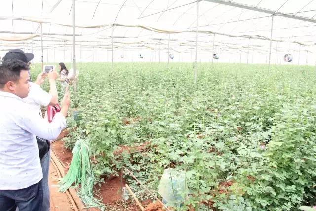 云南花海之行,云南花海基地旅游攻略