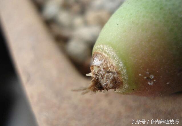 生石花徒长怎么救,生石花根干枯