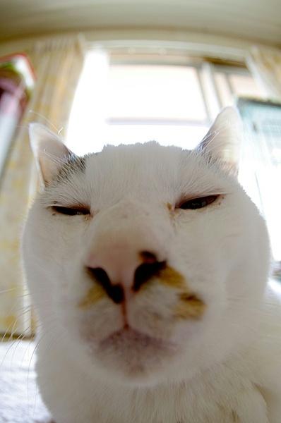 一只全方位无死角美颜的喵,和一只360度无死角的丑猫,对比伤害有多大——简直没眼看了