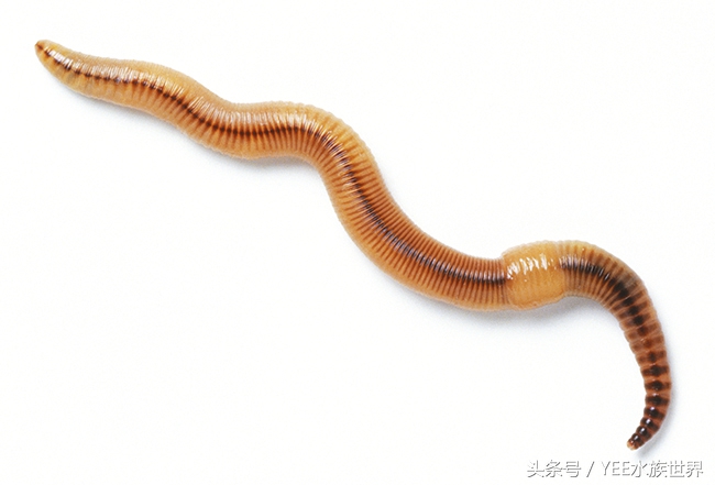 观赏鱼除了吃饲料还可以吃什么,观赏鱼饲料揭秘