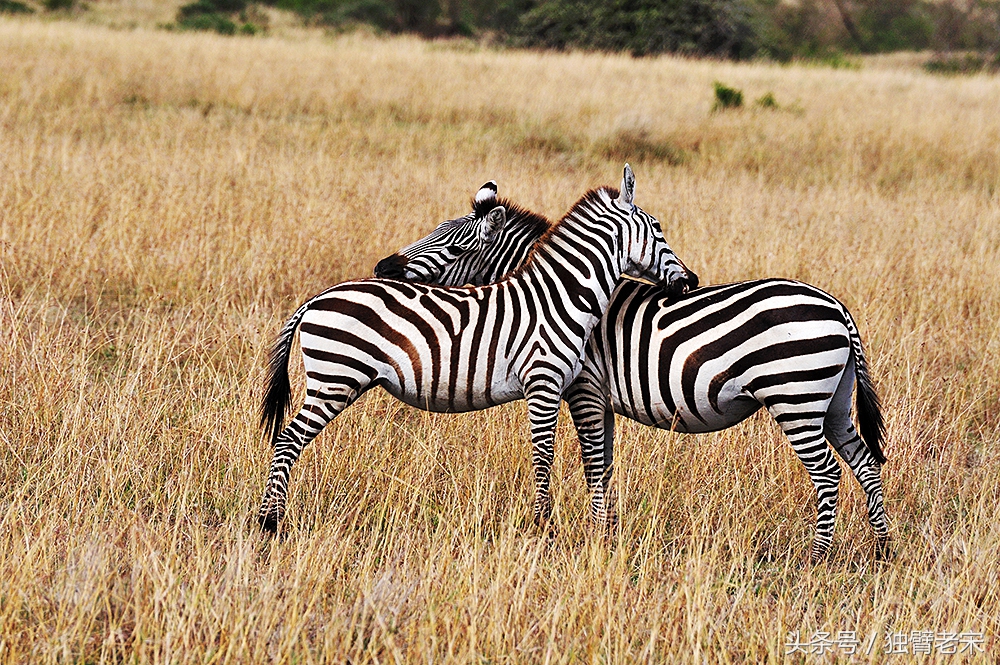 肯尼亚大草原狮子为什么不攻击人,肯尼亚非洲大草原雄狮大战犀牛