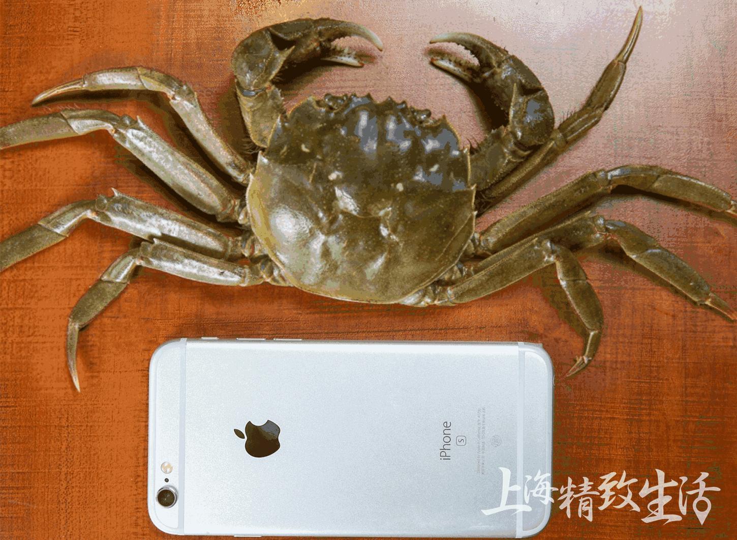 不用等到夏天也可以吃到小龙虾,现在的大闸蟹肉质肥美又爆膏