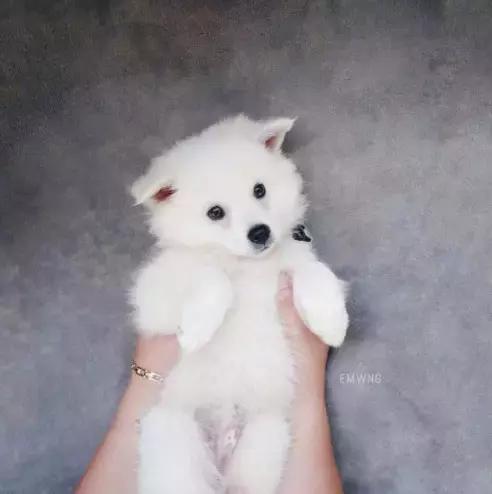 养了一只柯基,养了一只柯基和博美