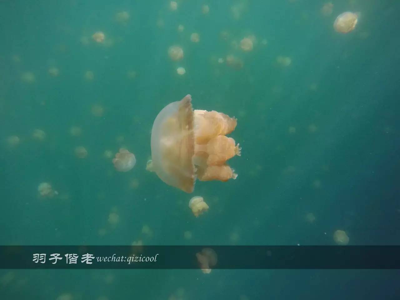 帕劳旅行真实感受,三次帕劳是一种什么体验