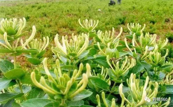 一文读懂：巧辩金银花的真伪与优劣