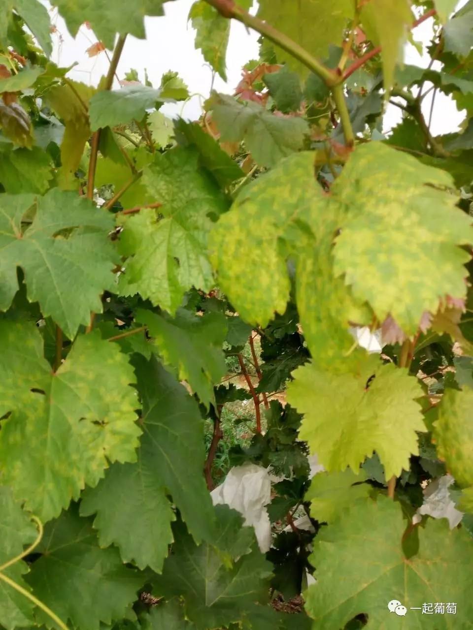 葡萄霜霉病的发生和防治,葡萄霜霉病严重发生怎么治疗