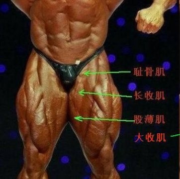 腿部肌肉分布图练腿,o型腿锻炼哪些肌肉群