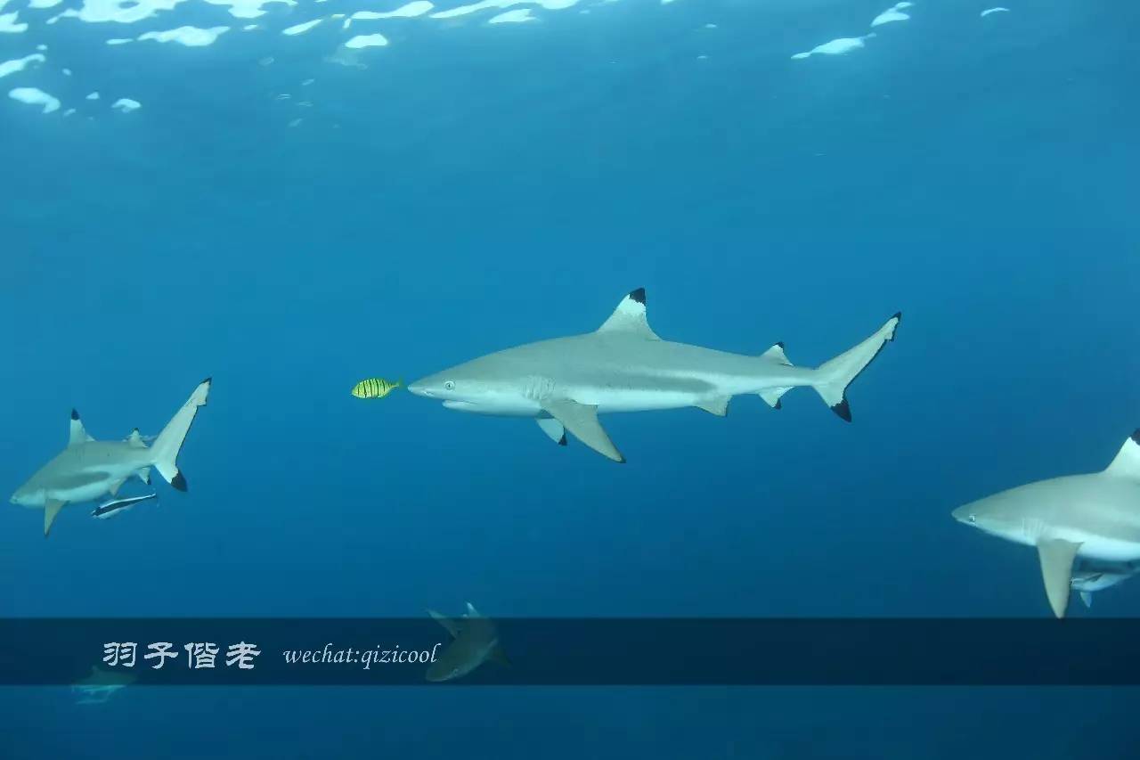 帕劳旅游发展的前景,去帕劳注意事项和必备品