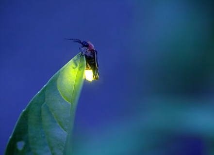 何为浪漫？带上爱的人到这里欣赏漫天飞舞的萤火虫怎样？