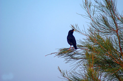 八哥飞到身上吉祥吗,八哥飞到野外能活吗