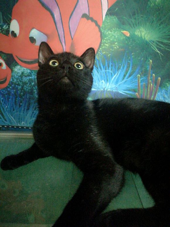 话不投机半句多，一言不合就开咬，这猫是不是被我宠坏了！