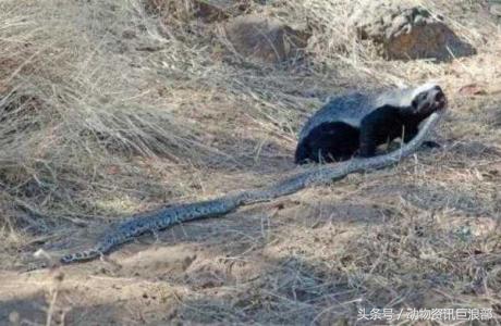 蜜獾厉害还是毒蛇厉害,蜜獾所有蛇都不怕吗
