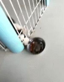 判断哈士奇是不是纯种的方法，很简单很实用