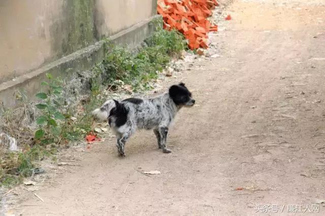 我来自廉江农村，你愿意跟我结婚吗？