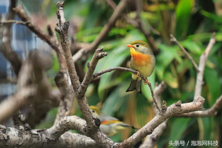 佳能6dmarkii使用详解,入门级全画幅佳能相机型号