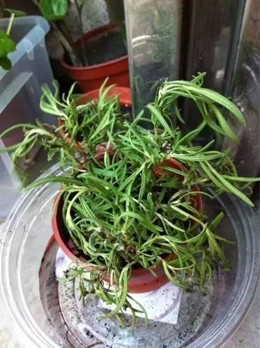 移栽的薄荷叶子蔫了怎么救活,种植的薄荷叶子枯萎怎么办