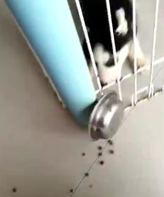 判断哈士奇是不是纯种的方法，很简单很实用