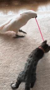 网购时商家送了个小面膜,没想这么小,给猫试了下,结果……