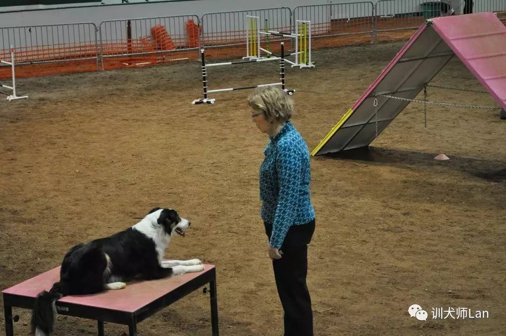 狗狗精力太旺盛了晚上醒了就叫,狗狗10分钟训练4个项目