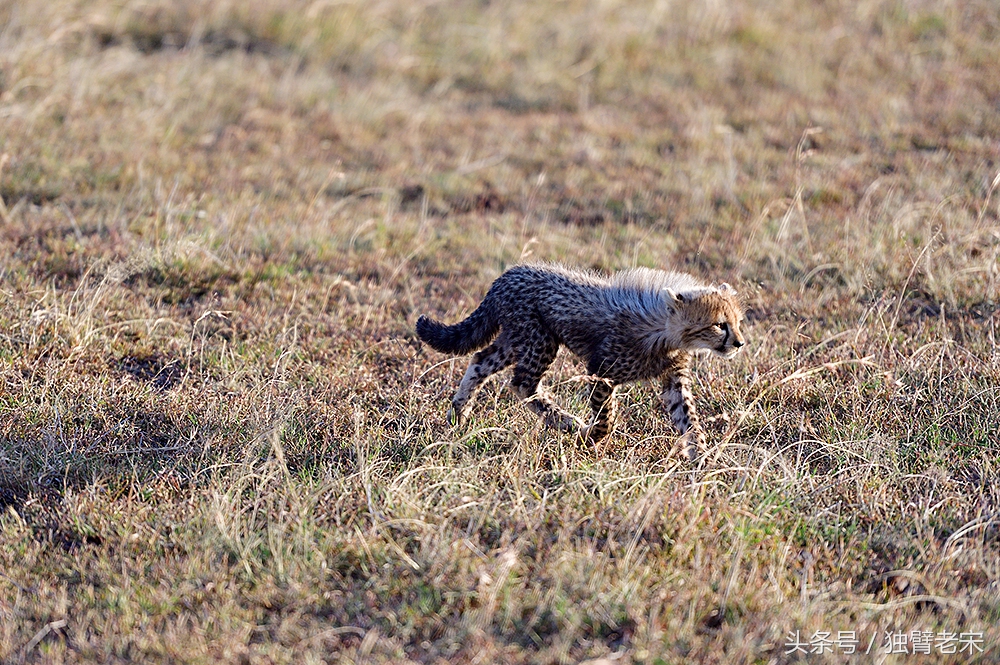 肯尼亚大草原狮子为什么不攻击人,肯尼亚非洲大草原雄狮大战犀牛