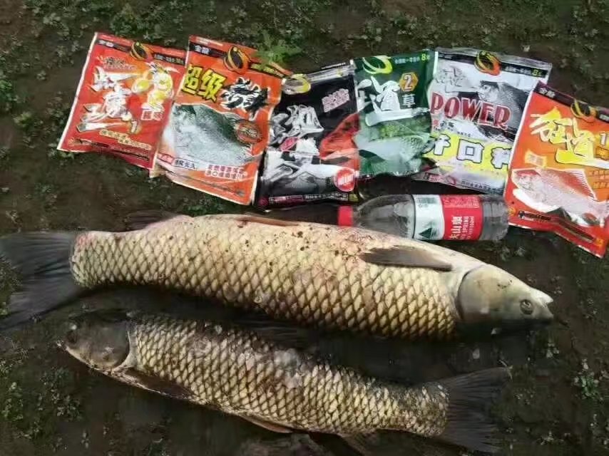 金龙经典饵料,媲美商品饵的鱼饵