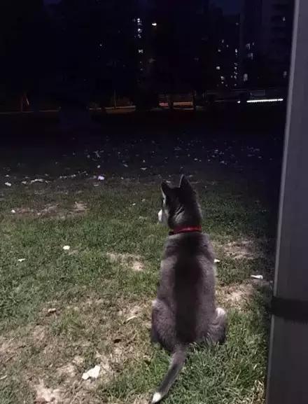 网购时商家送了个小面膜,没想这么小,给猫试了下,结果……