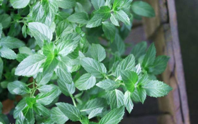 夏季37度高温薄荷如何养,薄荷是夏天的植物