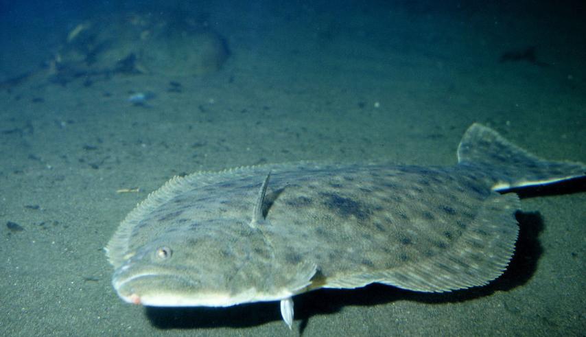 海鱼能人工饲养吗,海鱼可以自己养吗