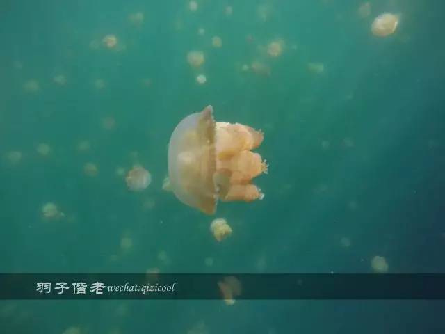 帕劳旅游发展的前景,去帕劳注意事项和必备品