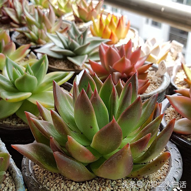 曾经很贵后面沦为普货的多肉,盘点贵到离谱的天价商品