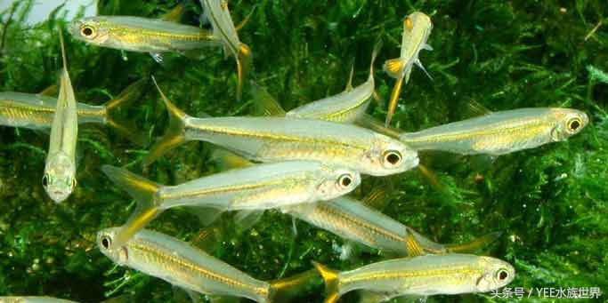 观赏鱼除了吃饲料还可以吃什么,观赏鱼饲料揭秘