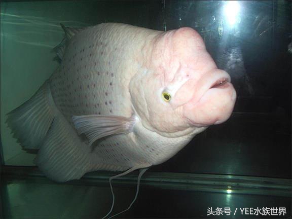 招财鱼不吃食是什么原因,招财鱼真的能招财吗