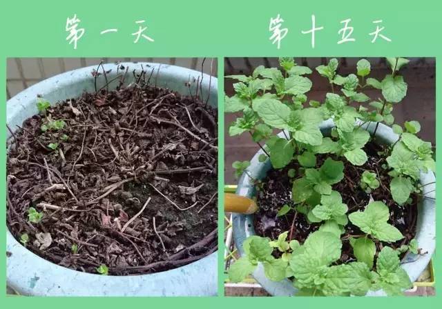 夏季37度高温薄荷如何养,薄荷是夏天的植物