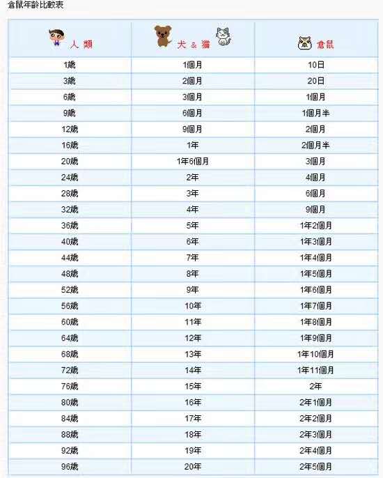 养仓鼠人生感悟,养小仓鼠的体会有哪些