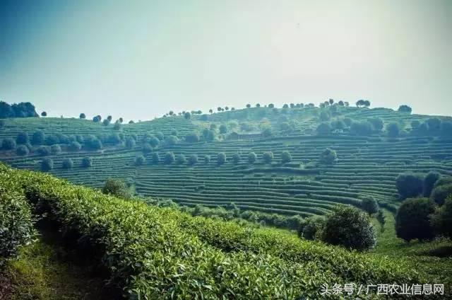 暑假去哪里旅游好进广西,暑假去哪里玩好玩又便宜广西