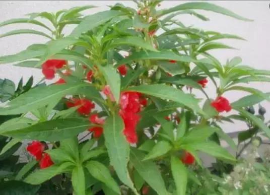 做蔻丹指甲的步骤,指甲纯色蔻丹