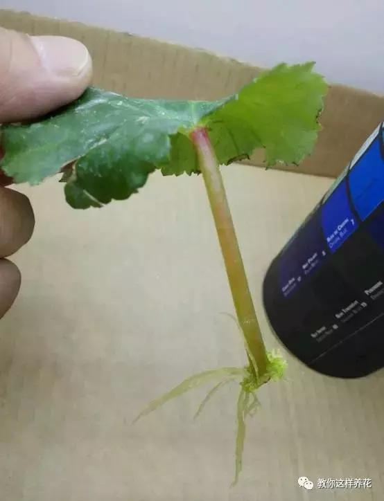 海棠到冬天叶片都掉光了,海棠到夏天就落叶