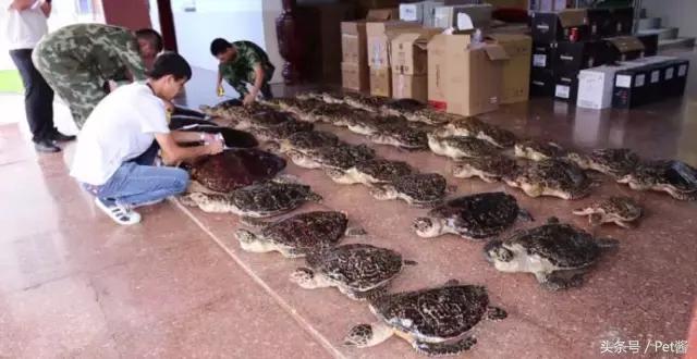 玳瑁壳跟乌龟壳是一样的吗,玳瑁是海龟的壳吗