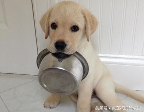 狗狗不爱吃饭的原因及处理方法,狗狗不爱吃饭怎么办吃什么药
