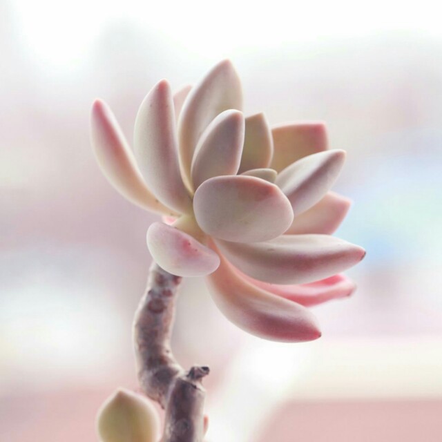 曾经很贵后面沦为普货的多肉,盘点贵到离谱的天价商品