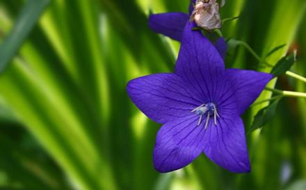 向日葵花语红玫瑰花语,蓝色妖姬的花语与红玫瑰花语