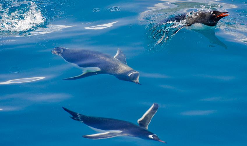 企鹅号怎么注册开通收益,企鹅号新手期怎么运营