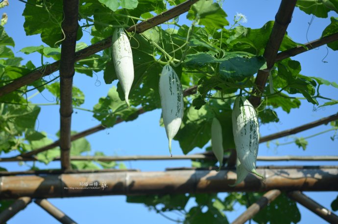 植物美图笔记~各种瓜（葫芦科植物）