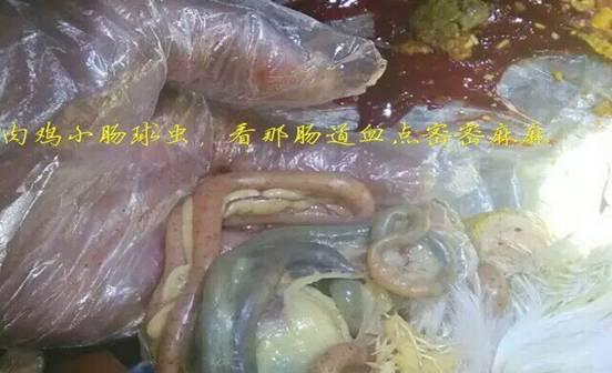 鸡小肠球虫病和盲肠球虫病的区别,鸡的盲肠球虫是什么症状