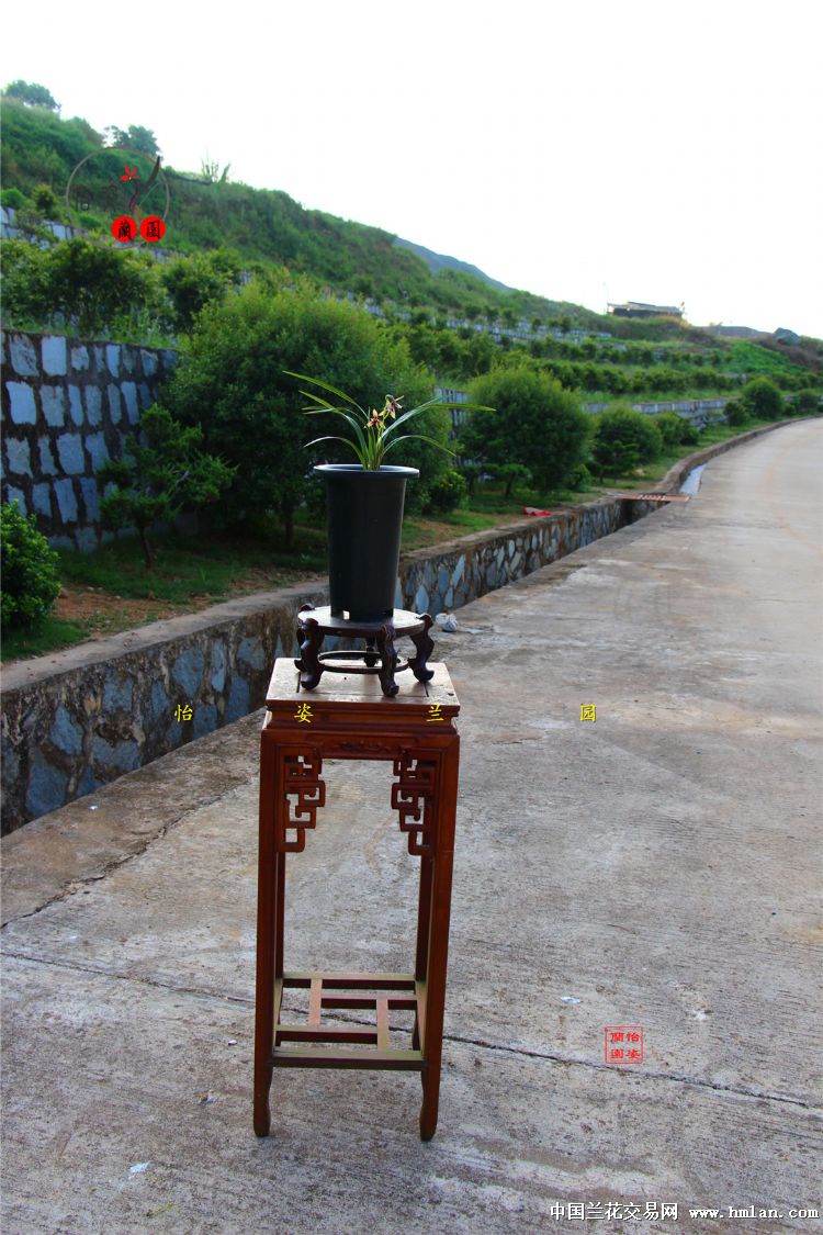 峨眉晨光四季兰品种,四季兰红舌精品欣赏