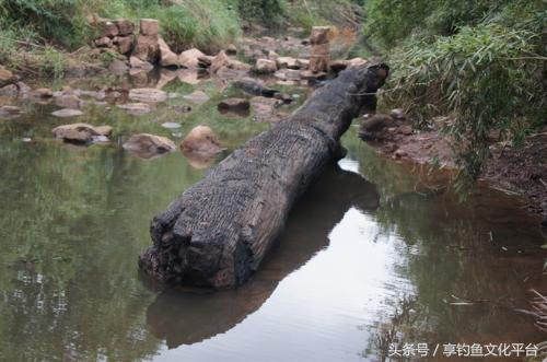 钓鱼发现不明阴沉木,夜钓发现乌木是真的吗