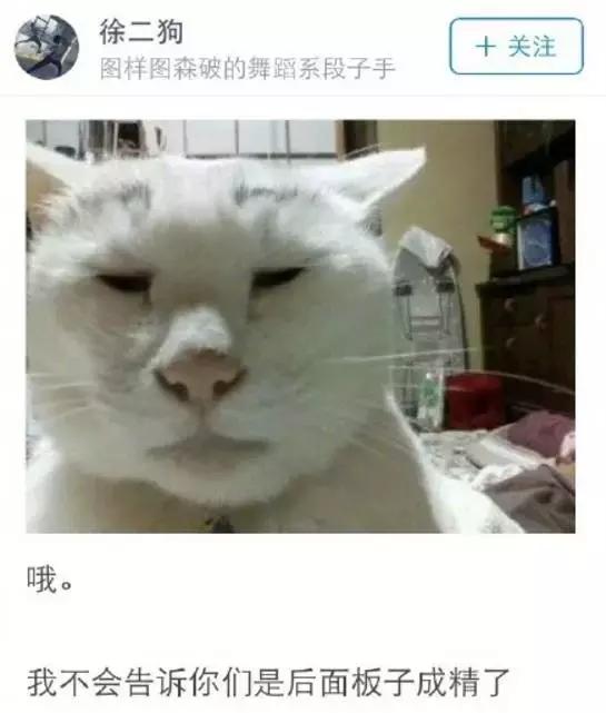 成都流浪猫割双眼皮后的图片,给流浪猫割双眼皮