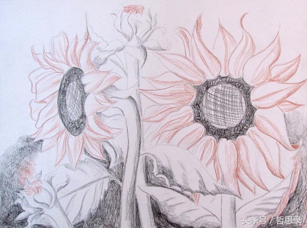 初学者画向日葵的详细教程,向日葵绘画教程简单易学