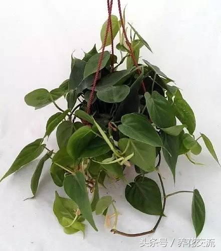 十种爬藤最好养的花花香持久,10种好养又好看的爬藤植物