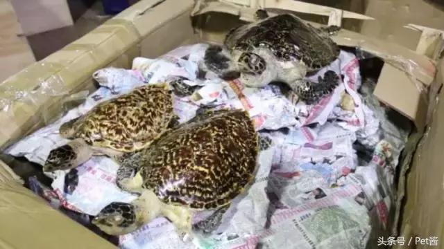 玳瑁壳跟乌龟壳是一样的吗,玳瑁是海龟的壳吗